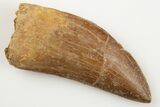 Serrated, Carcharodontosaurus Tooth - Real Dinosaur Tooth #192968-1